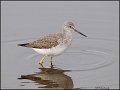 _1SB9751 lesser yellowlegs